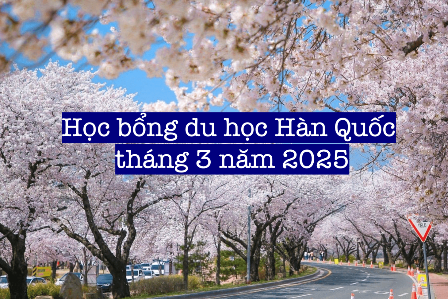 Hướng dẫn săn học bổng du học Hàn Quốc tháng 3 năm 2025