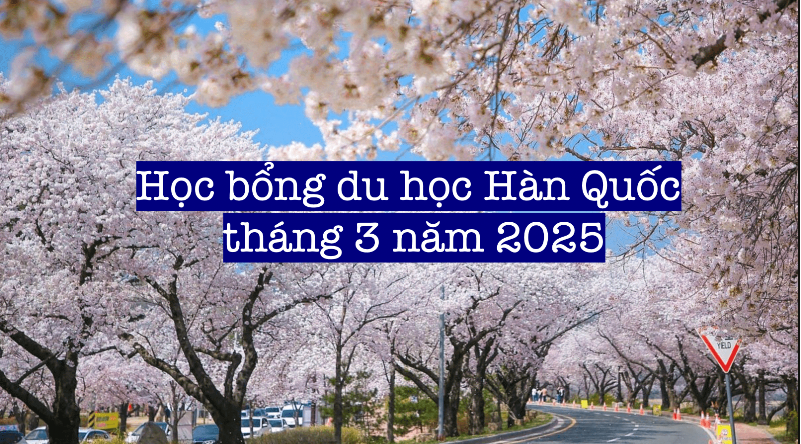 Hướng dẫn săn học bổng du học Hàn Quốc tháng 3 năm 2025